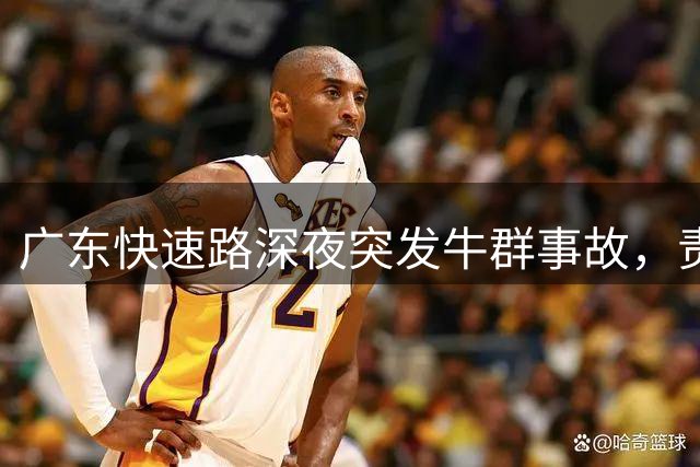 广东快速路深夜突发牛群事故，责任判定引发热议